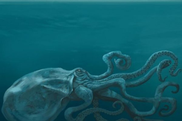 Kraken ссылка актуальная