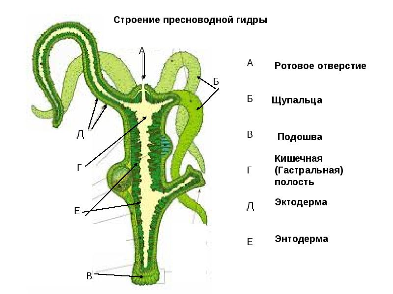 Сайт кракена в торе