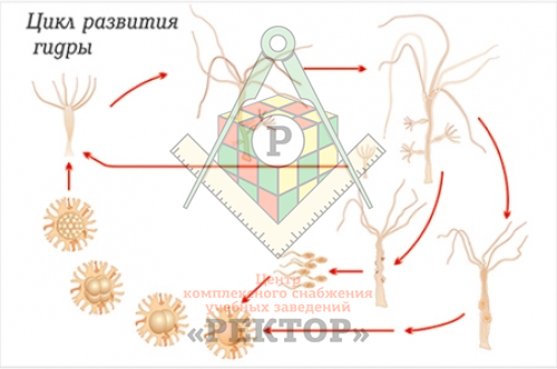 Ссылка на сайт гидра в тор браузере